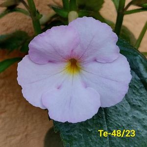 IMG-20230616