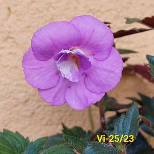 IMG-20230616