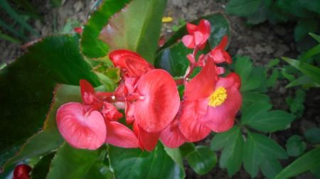 "Semperflorens"