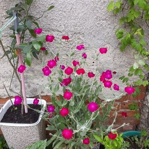 Coronița, Lychnis coronaria , Silene coronaria.