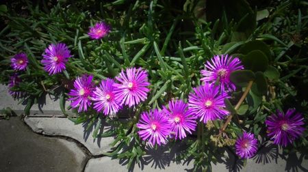 Lampranthus