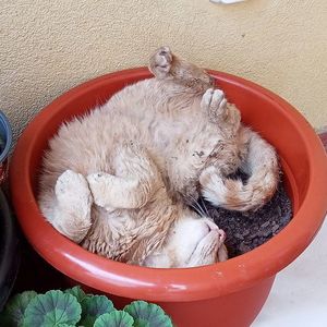 Prietenul Pufitei, Macka (in sârbă inseamna pisica); Ghiveciul le aparține. Fac cu schimbul !
