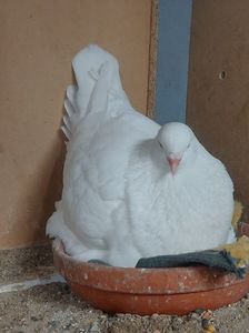 IMG-20230516-WA0011