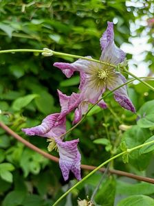 Clematis viticella "Minuet"