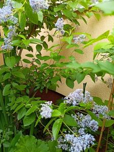Ceanothus Concha