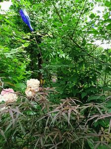 Hubbs Red Willow