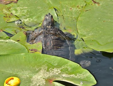 w-Water turtle 2-7681