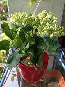 Img.2023.06.19 - blue; Azi dimineață :(

