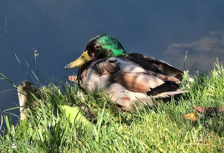 w-Male duck resting-7677