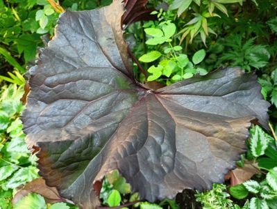 Ligularia dentara "Britt Marie Crawford"