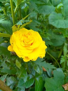 IMG20230620123826