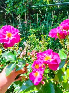 IMG20230620124101