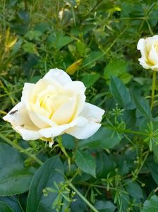 IMG20230620123815