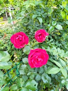 IMG20230614203114