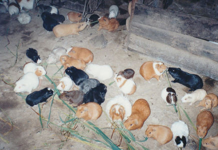 Casă inca în Urubamba (interior); Animale de companie și totodată de consum
