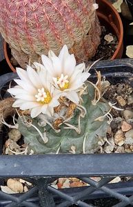 Turbinicarpus