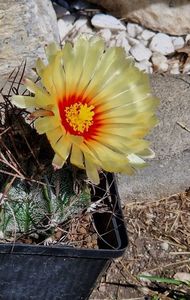 Astrophytum capricorne