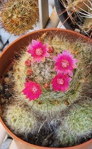 Mammillaria bocasana