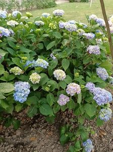 Img.2023.06.21- hortensia
