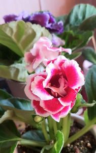 23,06,2023; Achiziție noua gloxinia
