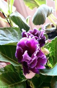 23,06,2023; Achiziție noua gloxinia
