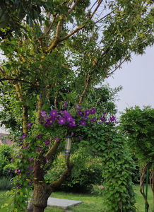 clematis "simply blue"
