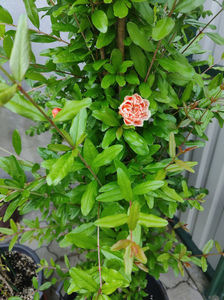 punica granatum "Madame Legrelle"; rodiu decorativ

