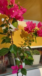 23,06.2023; bougainvillea
