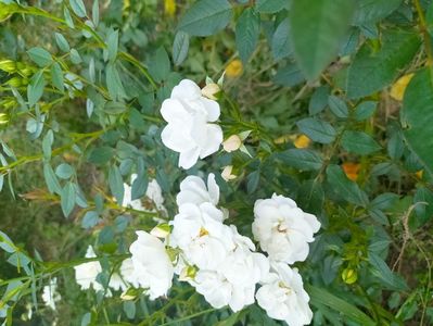 IMG20230623194118