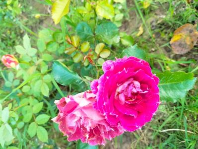 IMG20230623194417