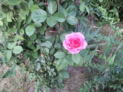 IMG20230623205428