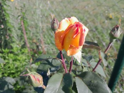 Emeraude D'or