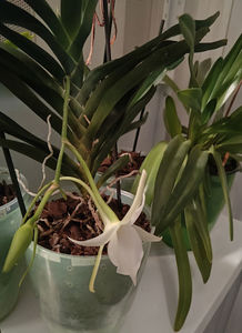 angraecum "Lady Lisa"x sesquipedale