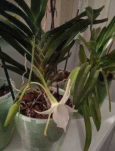 angraecum "Lady Lisa"x sesquipedale