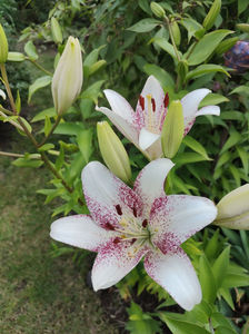 lilium asiaticum "sweet zanica"
