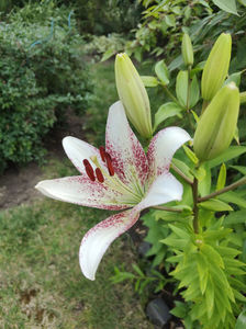 lilium asiaticum "sweet zanica"