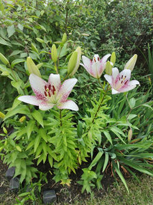 lilium asiaticum "sweet zanica"
