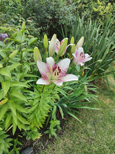 lilium asiaticum "sweet zanica"