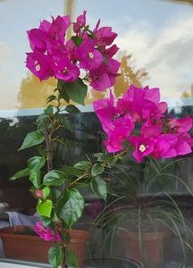 25,06,202; Bougainvillea
