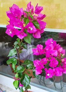 25,06,202; Bougainvillea
