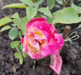 Pink Lady rufles