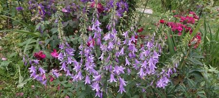 Campanula latifolia; Inaltime 60_70  cm
Perioada de înflorire iunie_iulie
