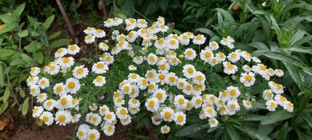 Tanacetum parthenium_ splicluta