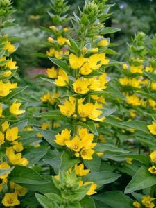 Lysimachia punctata