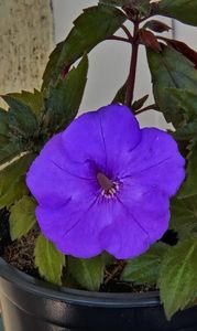 Nuanta care se tot schimba ca valurile marii