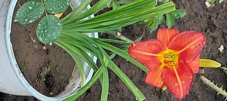 Hemorocalis la ghiveci