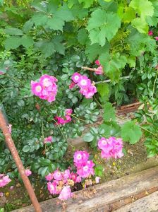 IMG20230625151220