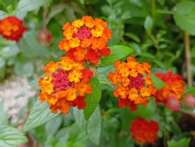 Lantana