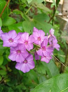 Phlox