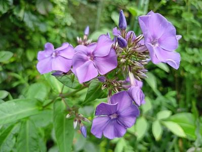 Phlox "Blue Paradise"